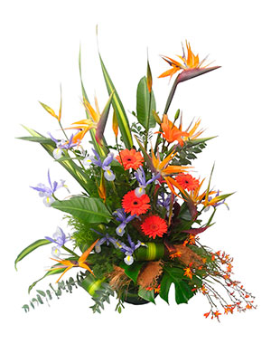 Ver detalle de Belgica