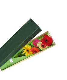 Ver detalle de Caja de Gerberas