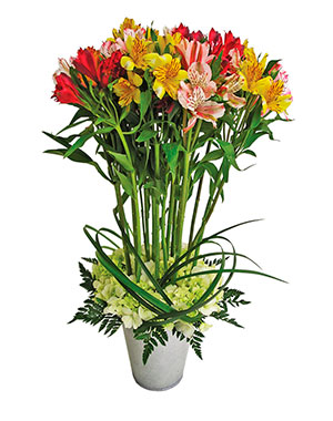 Ver detalle de Ilusión