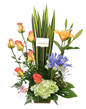 Ver detalle de Agnes