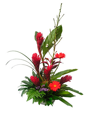 Ver detalle de Ginger