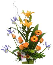 Ver detalle de Estrella