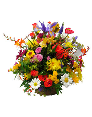 Ver detalle de Diana