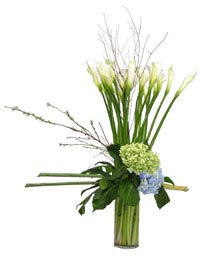 Ver detalle de Elisa